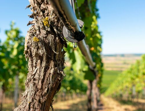 Rencontre avec la profession agricole et viticole : Vers une solution durable pour les besoins en eau