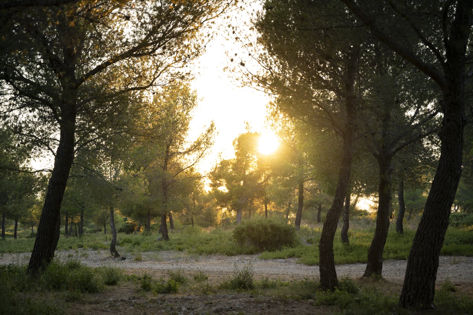 Forêt en Sud Sainte Baume