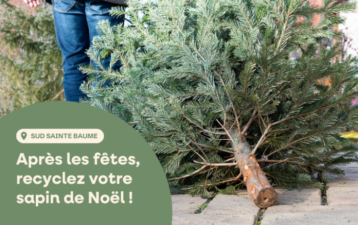 Collecte des sapins