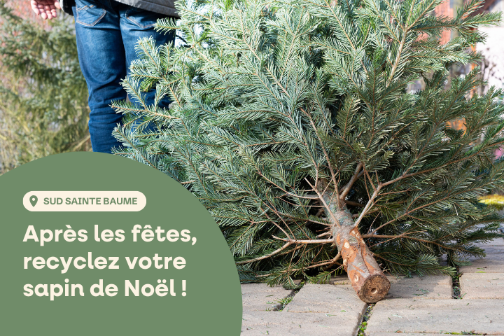 Collecte des sapins