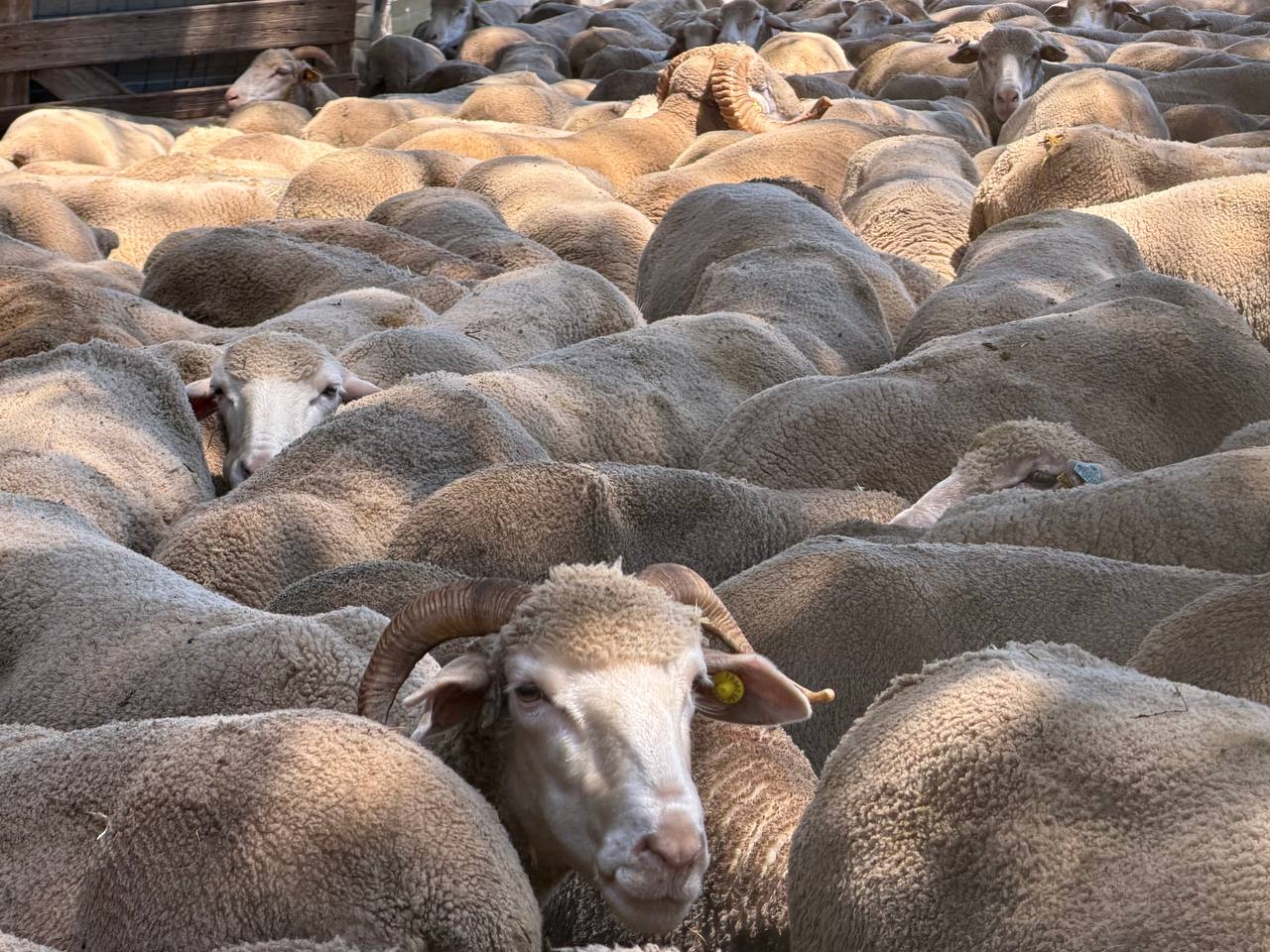 Immersion au sein d'un élevage de brebis dan le cadre de l'Année du Pastoralisme