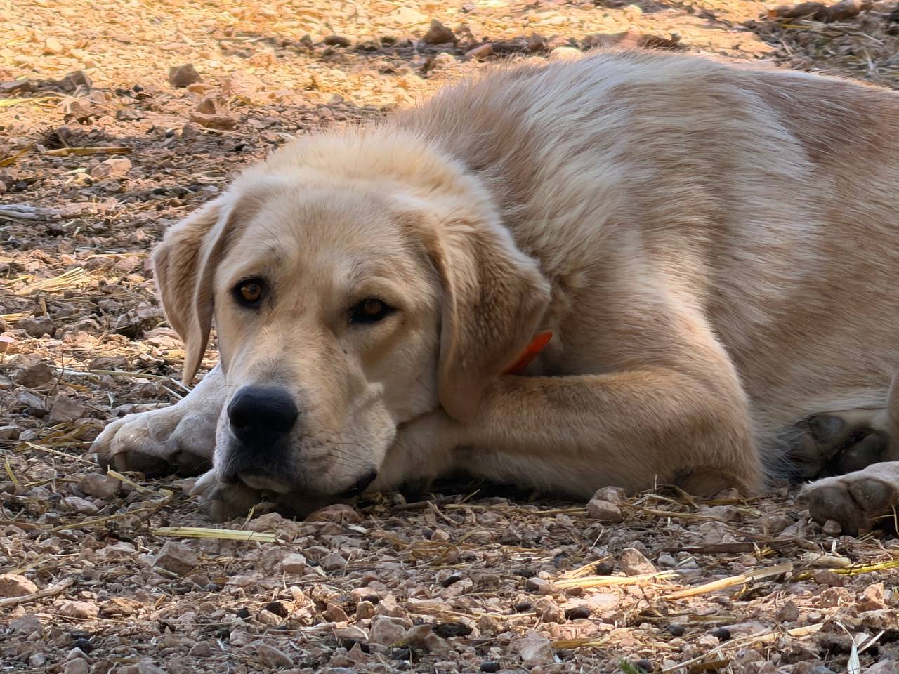 Sensibilisation aux chiens de protection - pastoralisme