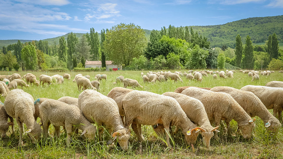 troupeau pastoralisme