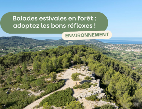 Balades estivales en forêt : adoptez les bons réflexes !